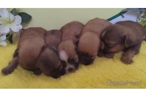 成約済の栃木県のミックス犬-204302の2枚目